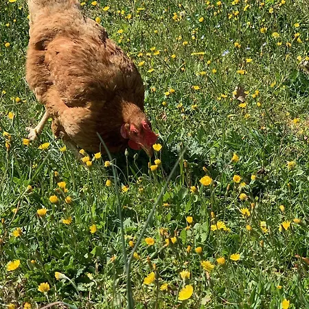 Lou Souleu 시스트롱